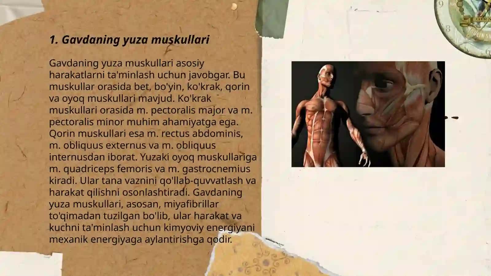 SamduKF aniq va tabiiy fanlar fakulteti Biologiya yoʻnalishi 2-kurs 23_06-guruh talabasi Mamarayimova Dilshodaning odam anatomiyasi va fiziologiyasi fanidan tayyorlagan mustaqil taʼlimi 3