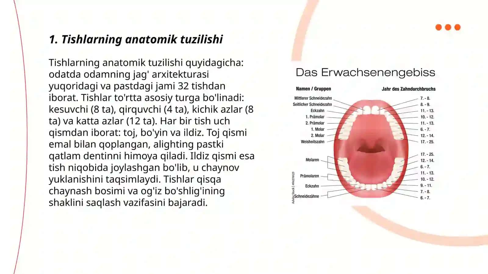 Tish-jag'tizimining anatomik va fiziologik xususiyatlari 3