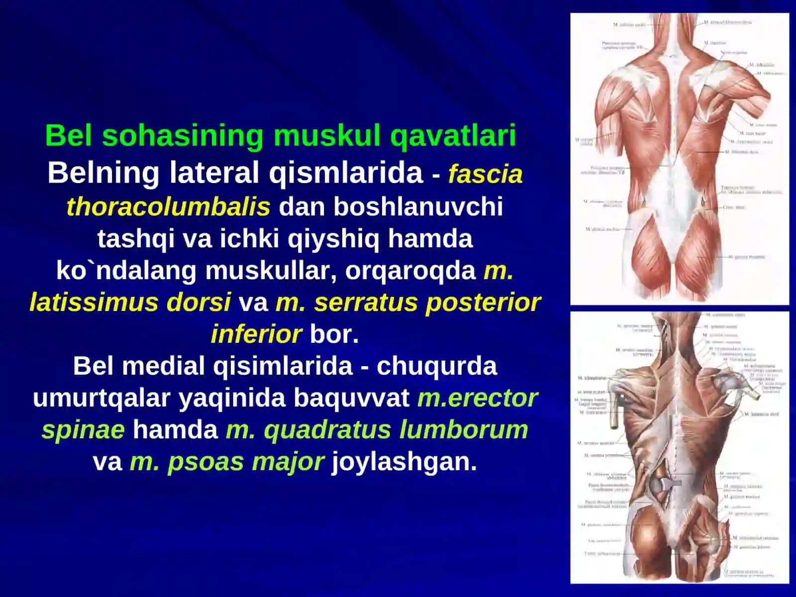BEL SOHASI VА QORIN PARDA ORQA BO`SHLIG`NING KLINIK ANATOMIYASI VA OPERATSIYALARI 3