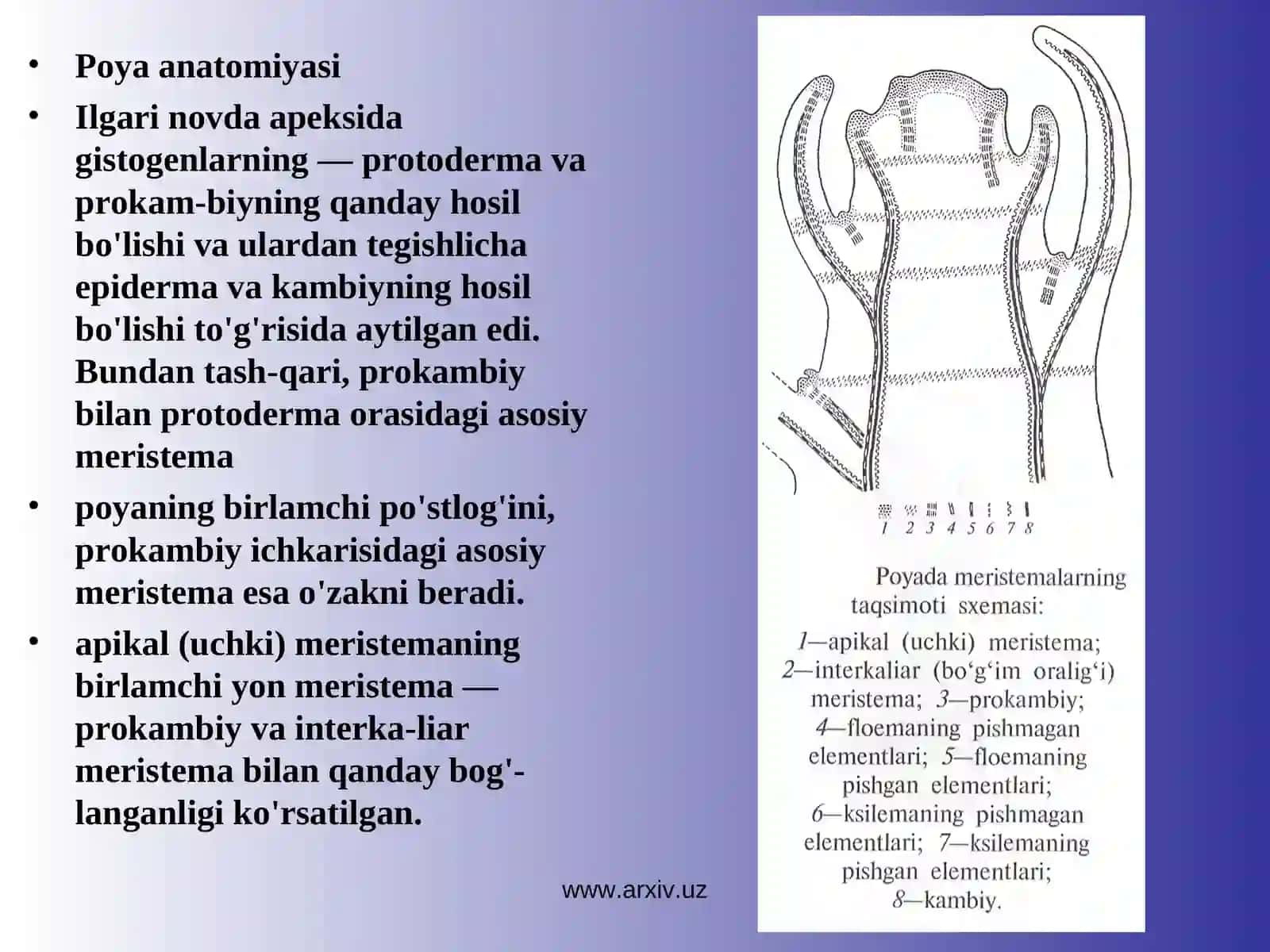 Poyaning o’tkazuvchi to’qimalari ularning tuzilishi 3
