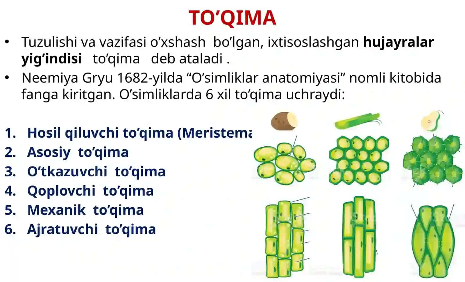 TO’QIMA; VEGETATIV A’ZOLAR 3