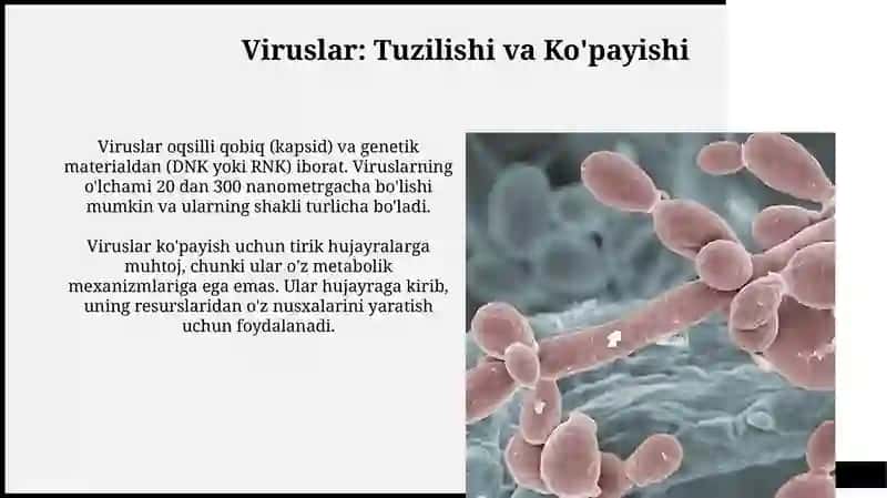 Viruslar, bakteriyalar, zamburug'lar mavzusiga qilib bersin 3