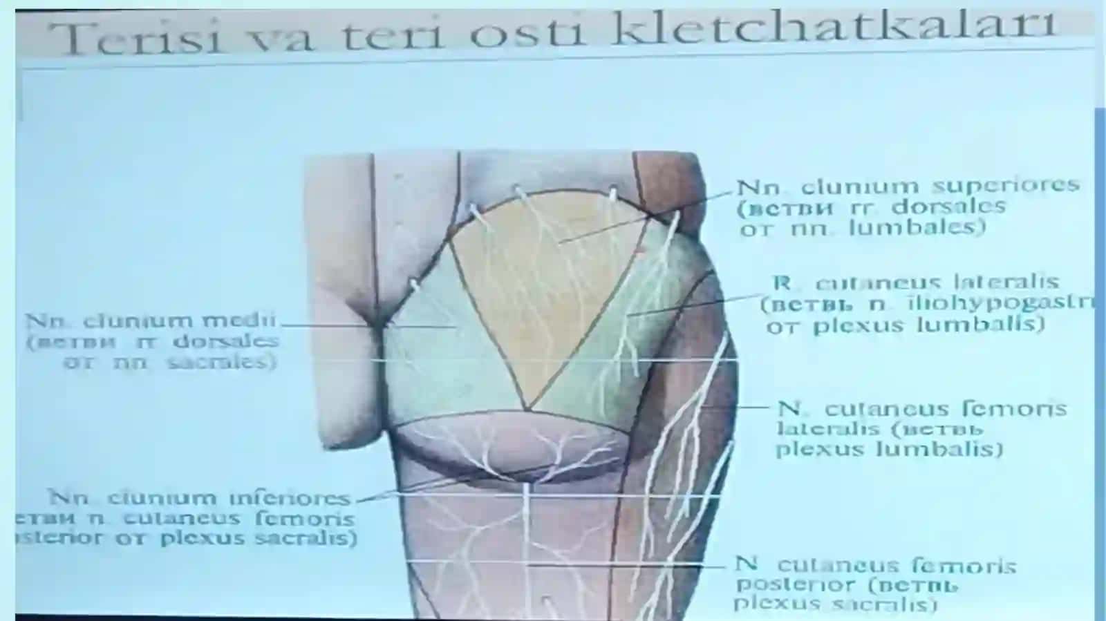 Oyoqning klinik anatomiyasi 3