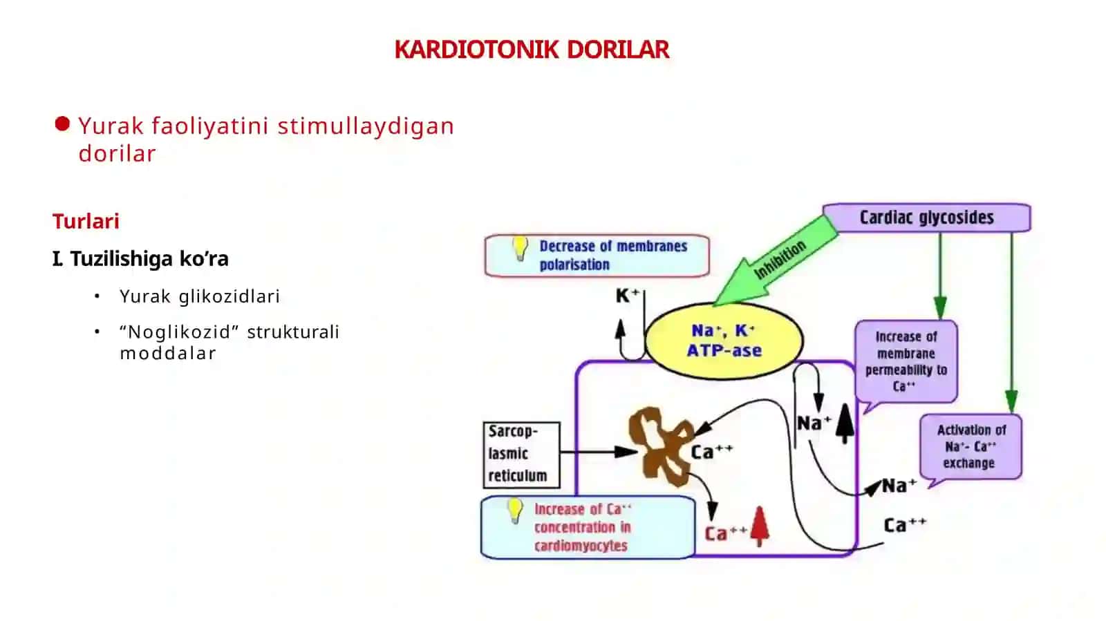 Kardiotoniklar 3