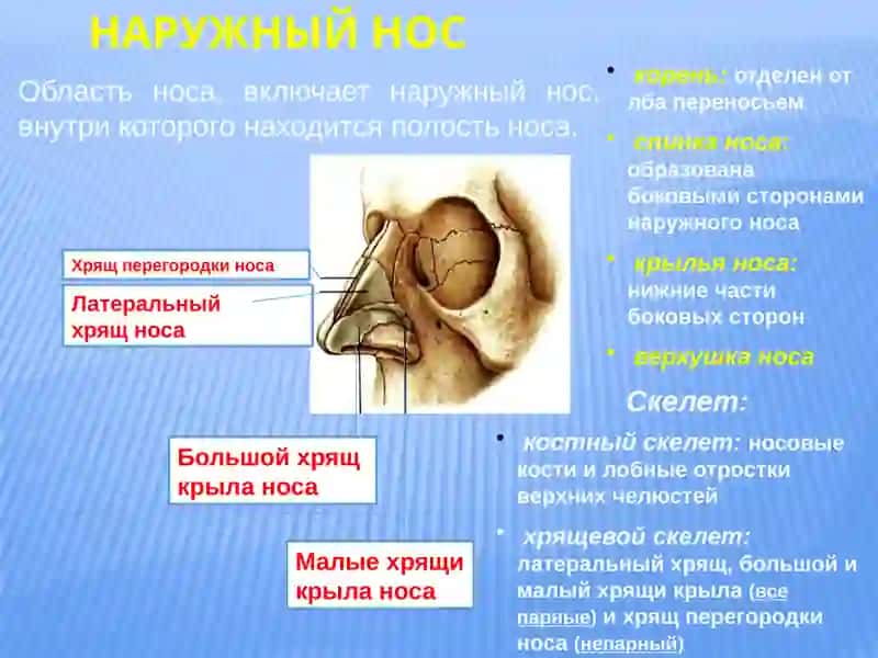 Дыхательная система 3