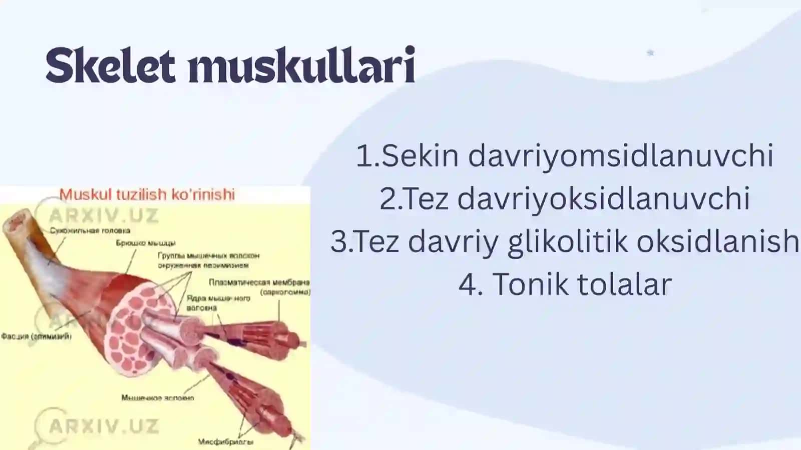Muskullarning  xossalari va funksiyasi. Silliq va tishli tetanus 3