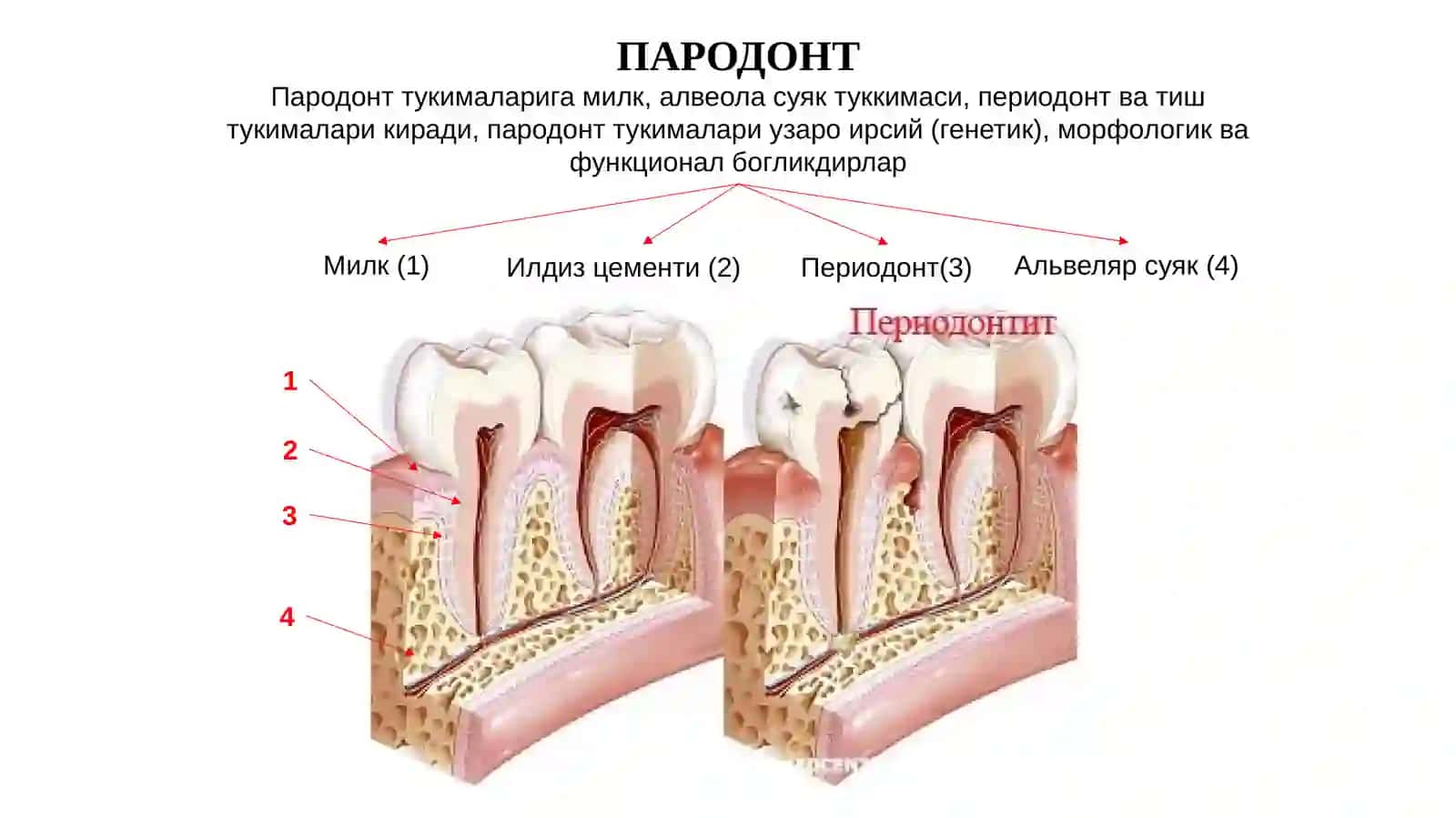 Пародонттология 3