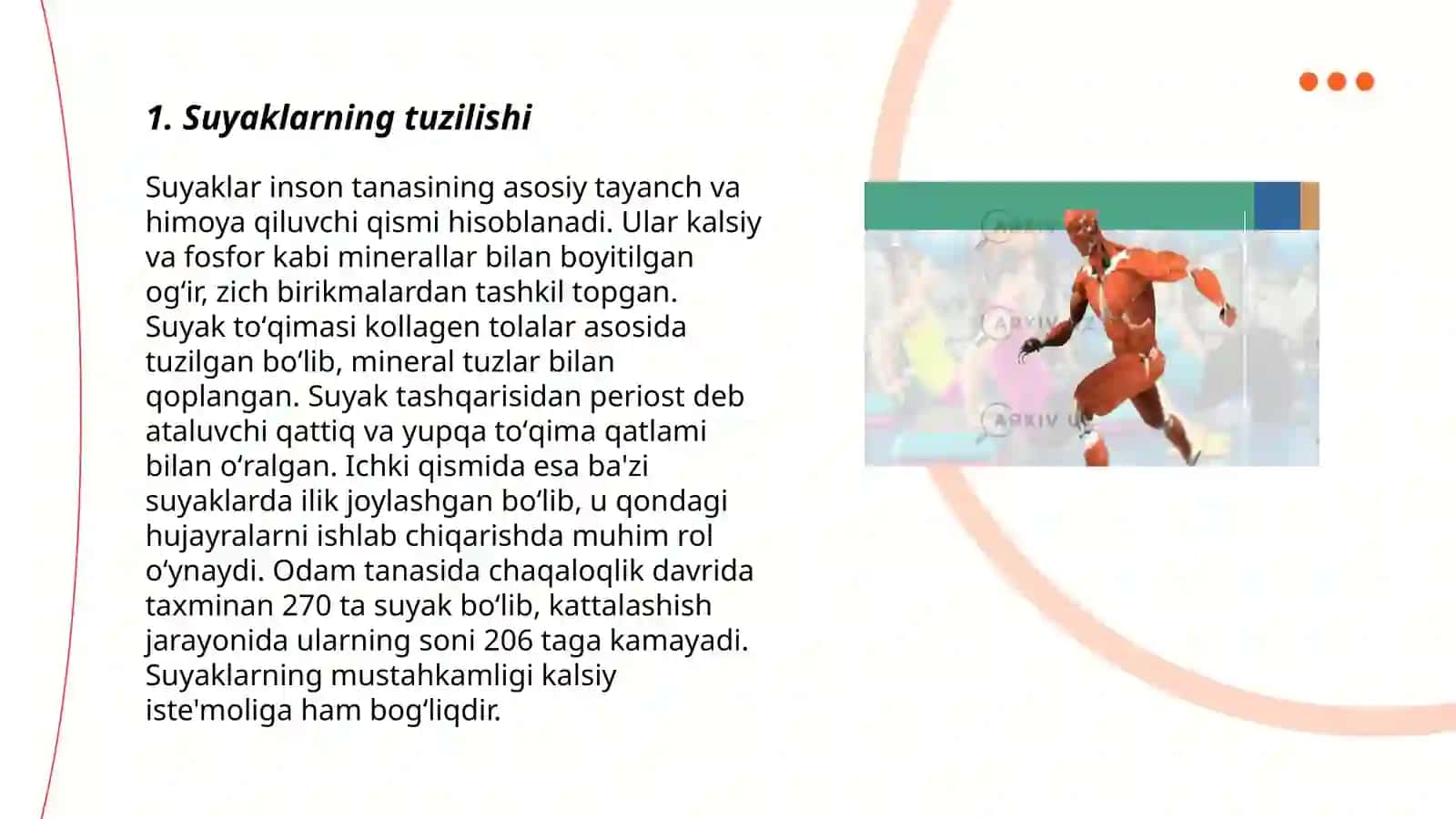 Organizmdagi suyaklarning tuzilishi 3