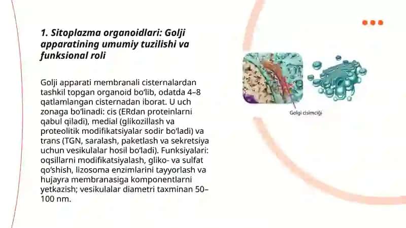Sitoplazma orgonoidlari-golji apparati va lizosomaning tuzilishi 3
