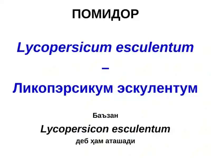 ПОМИДОР 3