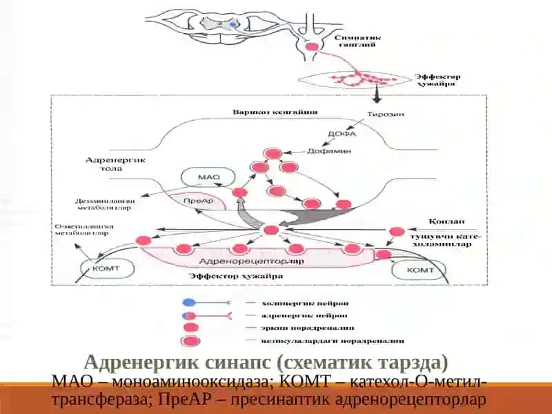 Адремомиметик-симпатомиметиклар 3