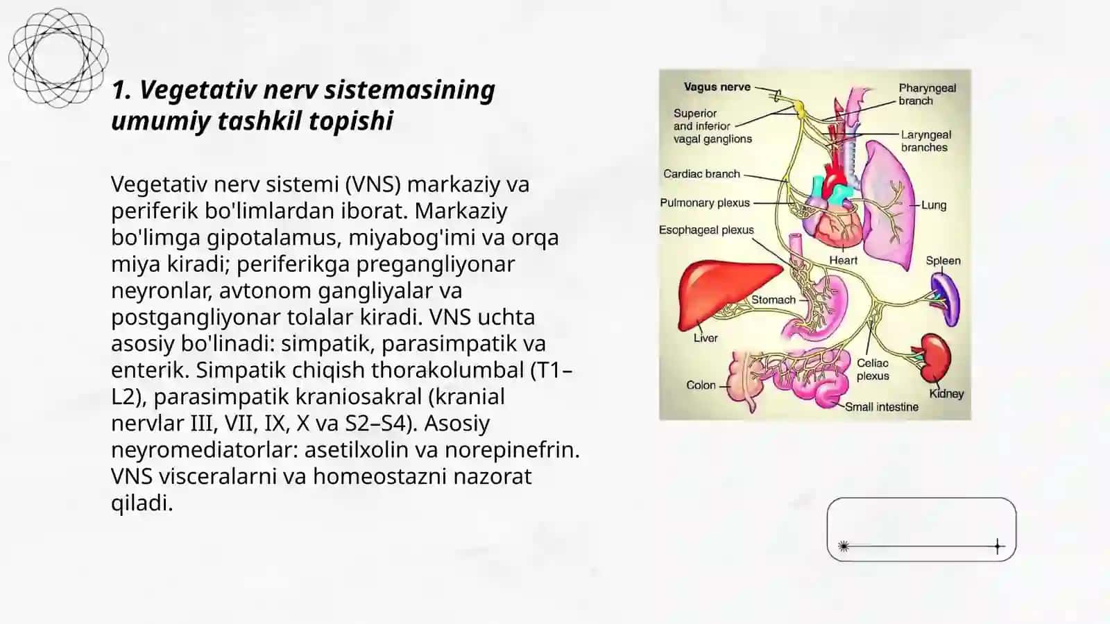Vegetativ nerv sistemasi anatomiyasi va fiziologiyasi 3