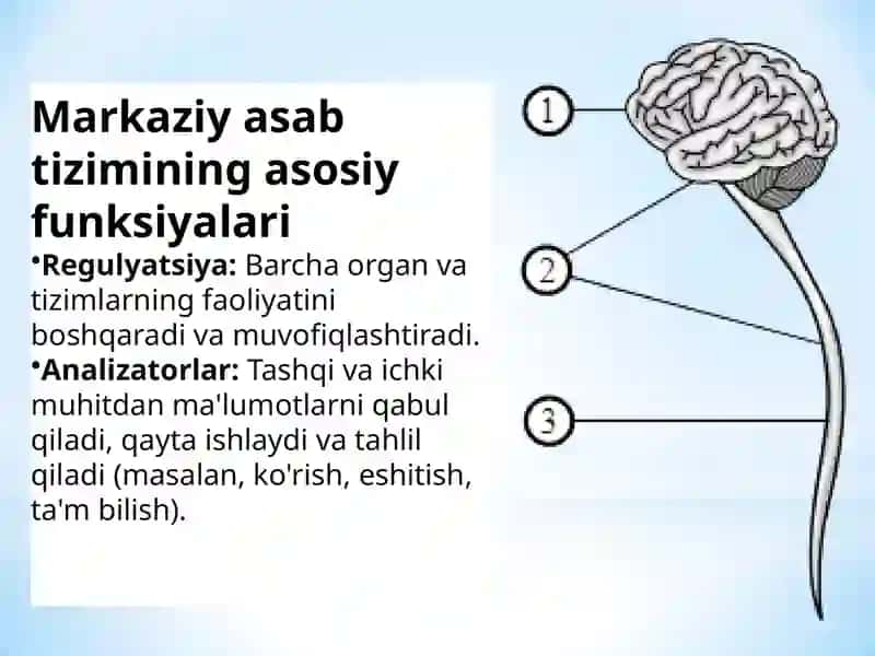 Markaziyasabtizimi(MAT) 3