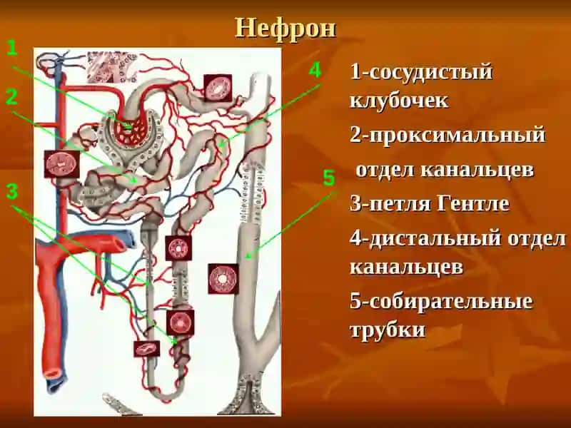 ХРОНИЧЕСКИЙ ГЛОМЕРУЛОНЕФРИТ 3