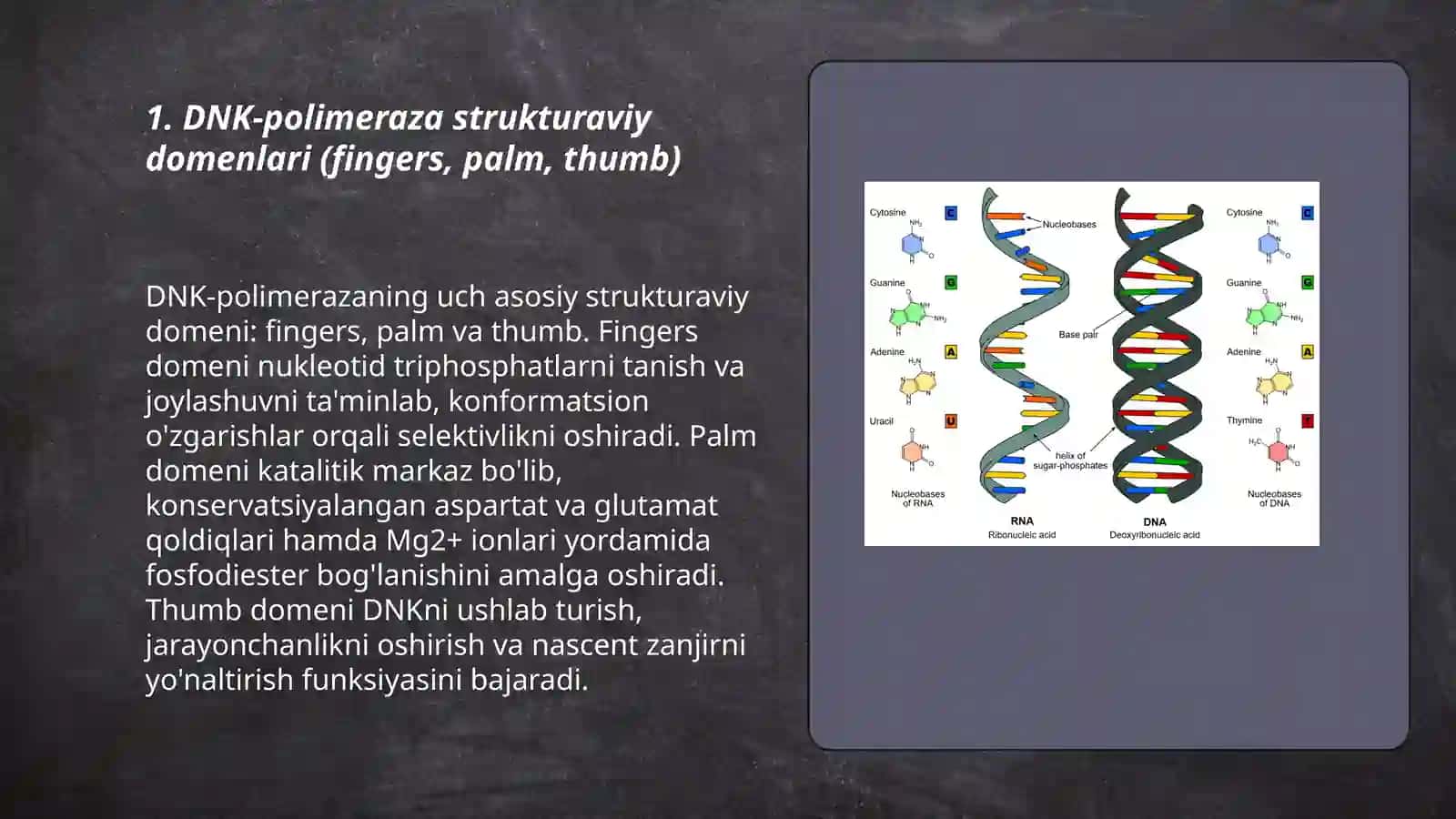 DNK-poIimeraza fermentining strukturasi va funksiyalari 3