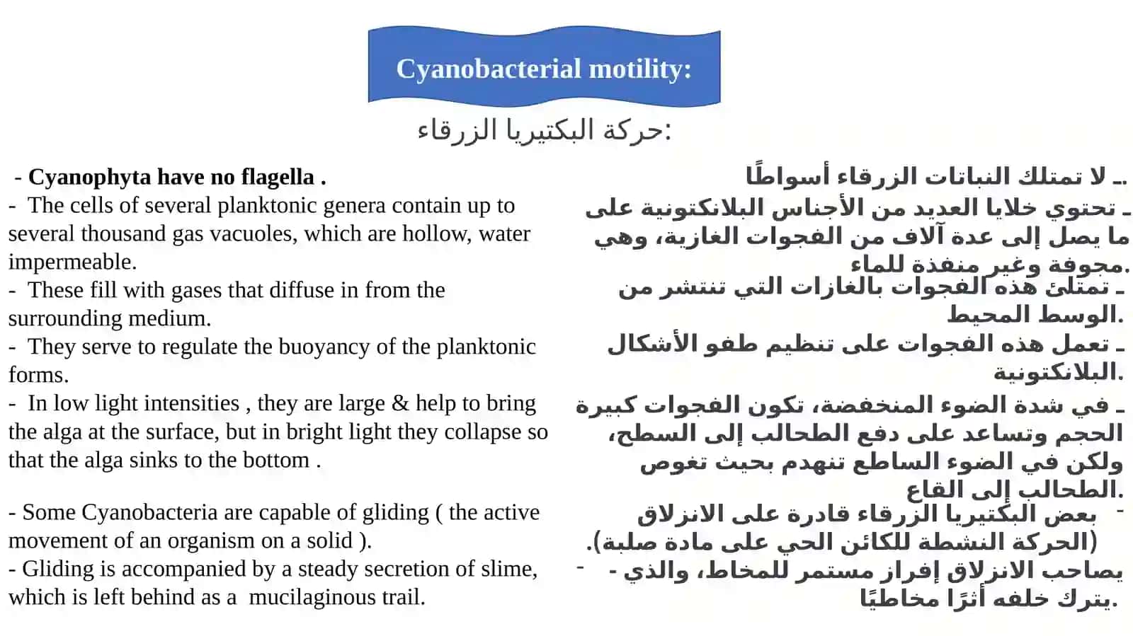 Cyanophyta (Blue –green algae) 3