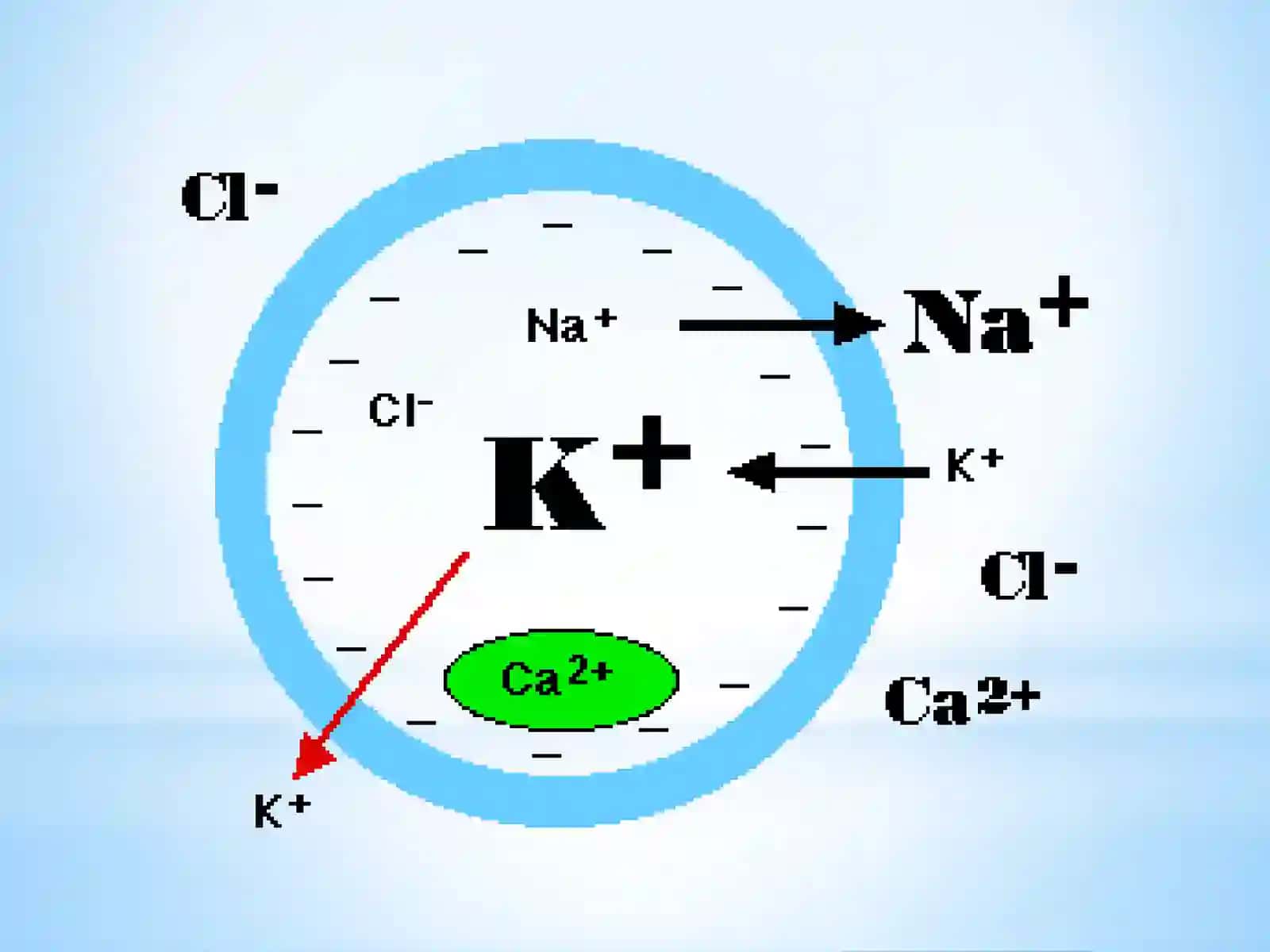 Neyrobiologiya 3