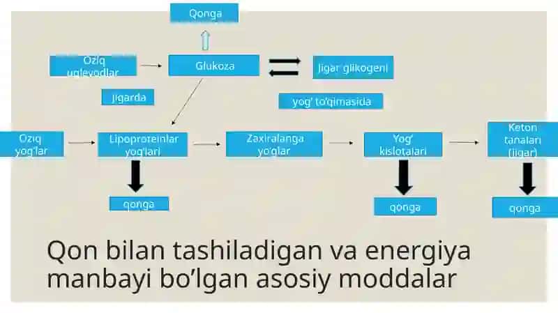 Uglevod, yogʻ va aminokislotalar almashinuvining boshqarilishi 3