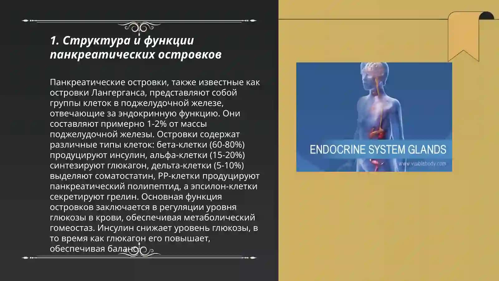 Физиология эндокринной системы.Поджелудочная железа, щитовидная железа 3