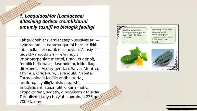 Labguldoshlar va ranoguldoshlar oilasiga mansub dorivor oʻsimliklar 3