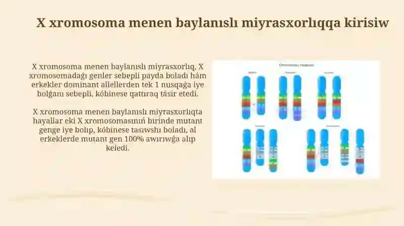 X Xromasomalar 3