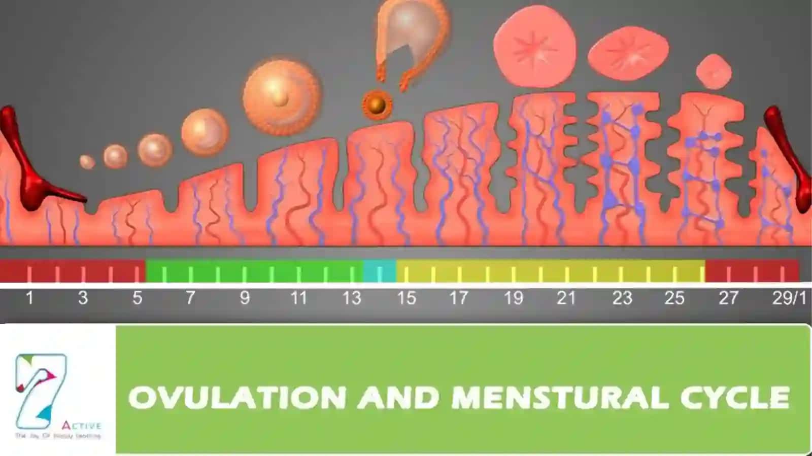 menstural sikl va ovulatsiya 3