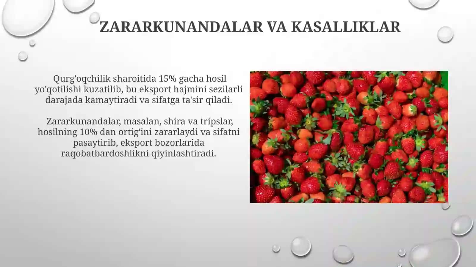 Milliy mahsulotni chet elga chiqarishdagi muammolar (Qulupnay )misolida 3