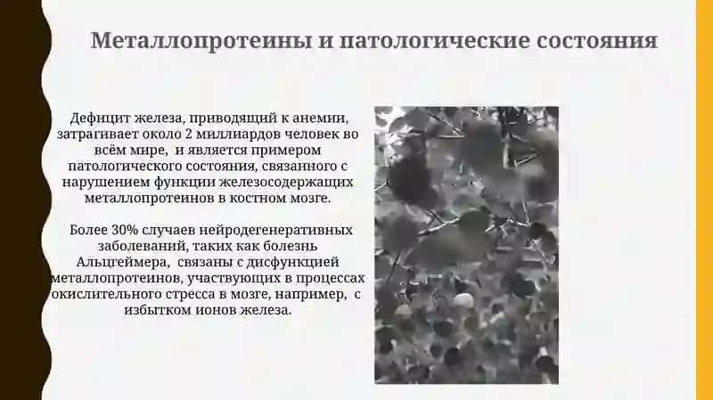Роль металлов в биологических системах: металлопротеины 3