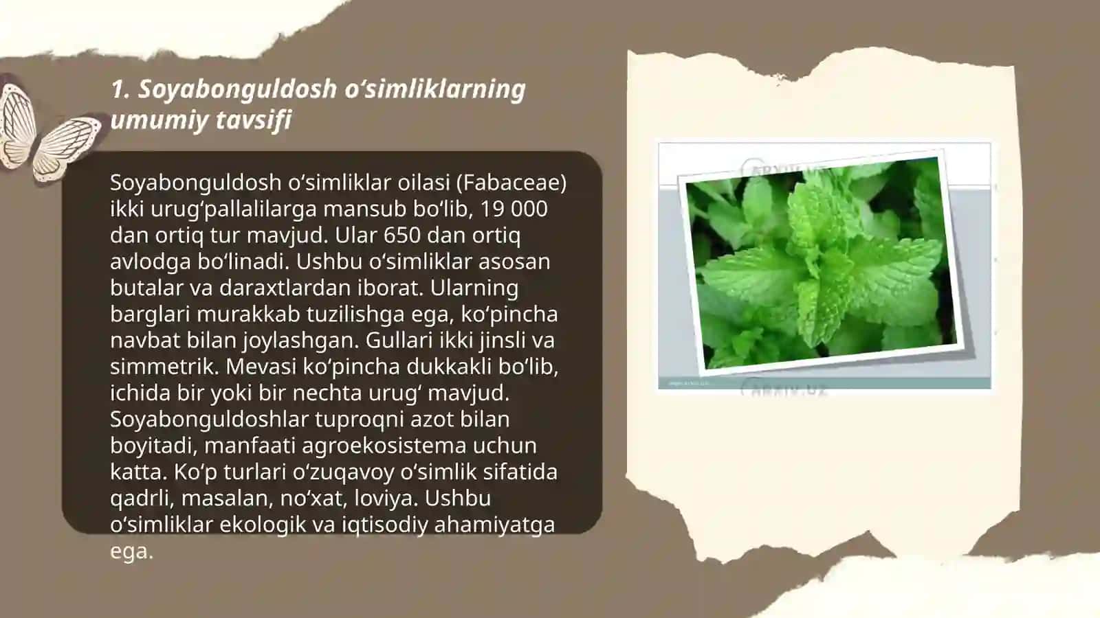Soyabonguldosh oʻsimliklarining botanik xarakteristikasi 3