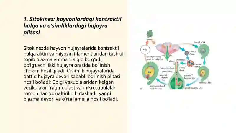 Hayvon va oʻsimlik hujayrasi boʻlinishining farqlari 3