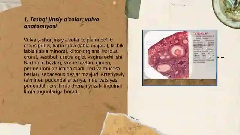 Ayollar jinsiy azosining anatomiyasi va fizialogiyasi 3