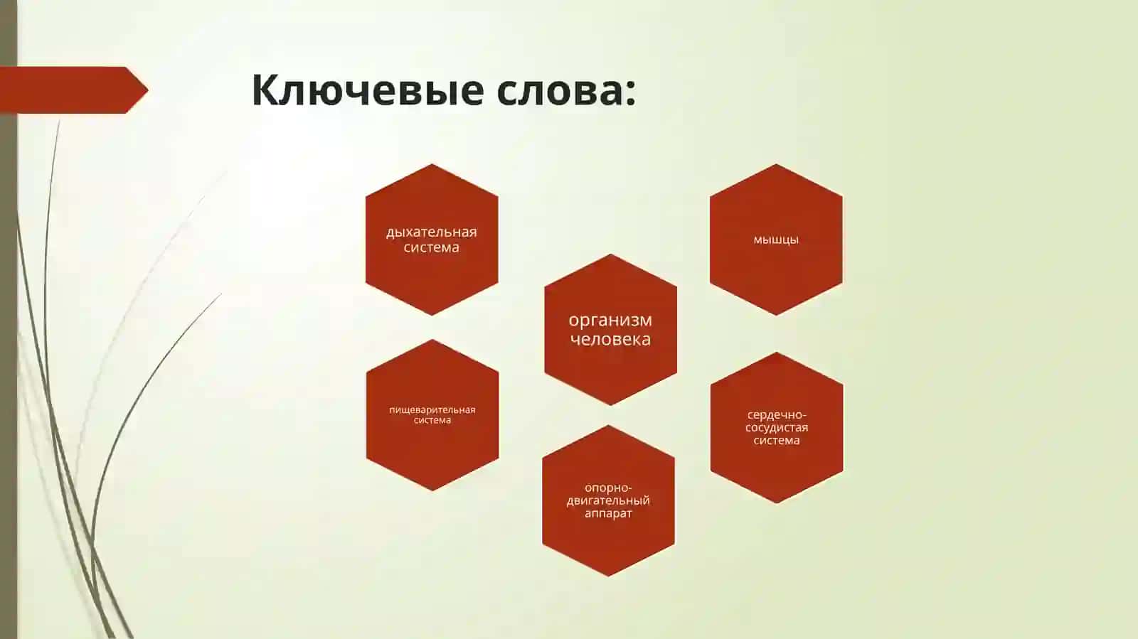 ЛЕКЦИЯ №2Тема: Структурно-функциональные отношения в системах организма человека 3
