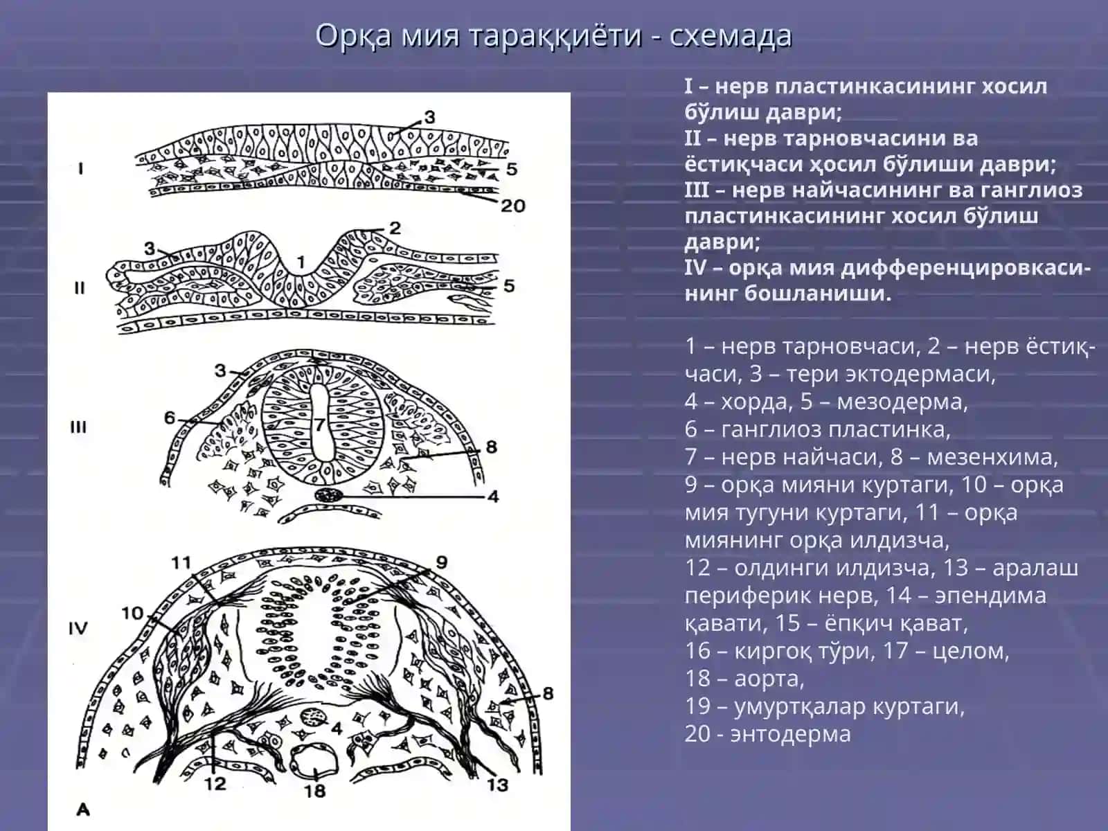НЕРВ ТИЗИМИ,СЕЗУВ АЪЗОЛАРИ 3
