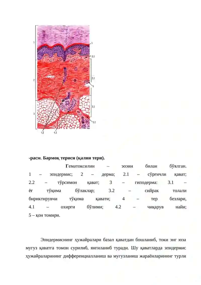 Gistologiya 3