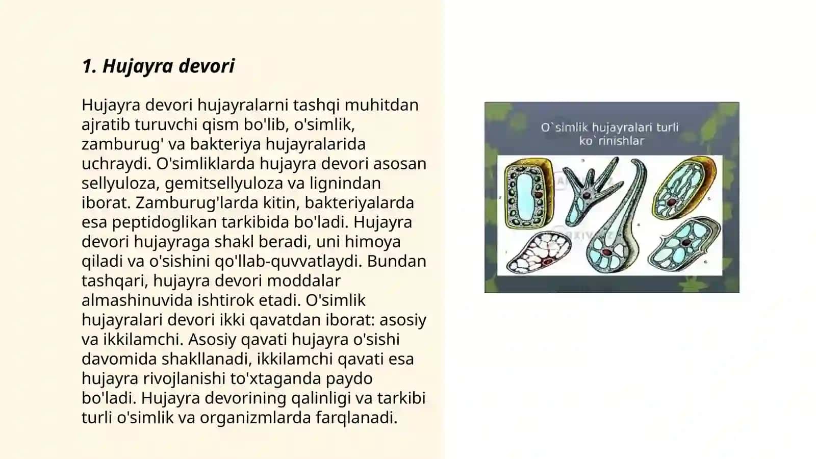 Oʻsimlik hujayrasining tuzilishi va vazifalari 3