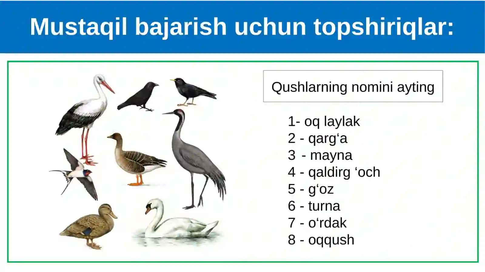 Parrandachilik 3