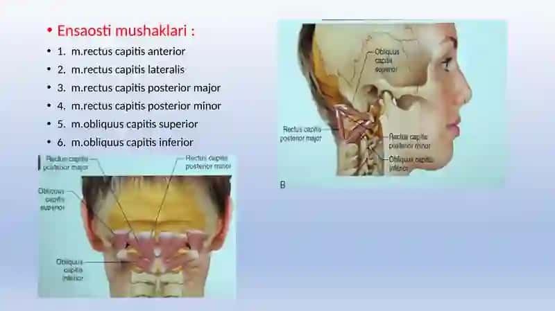 Anatomiya boʻyin muskullari 3