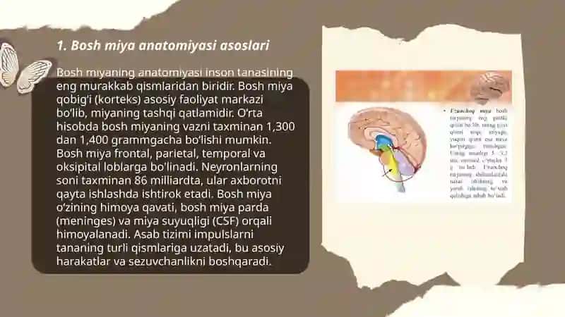 Inson bosh miyasi anatomiyasi, fiziologiyasi va patologiyasi 3