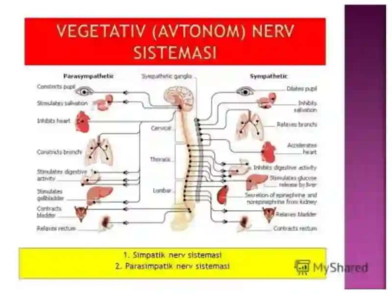 Vegetativ asab tizimining anatomiya va fiziologiyasi 3