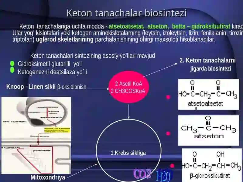 Yog’ kislotalari va keton tanachalari biosintezi. Organizmda xolesterol almashinuvi 3