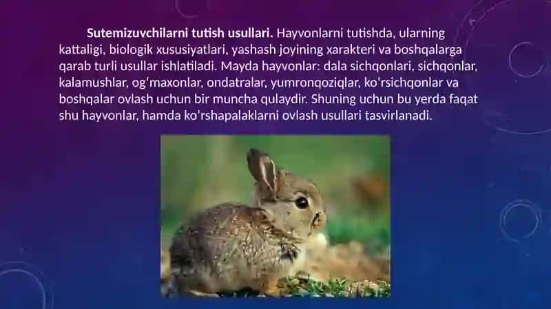 Sutemizuvchilar sinfining turli vakillaridan modellar tayyorlash. 3