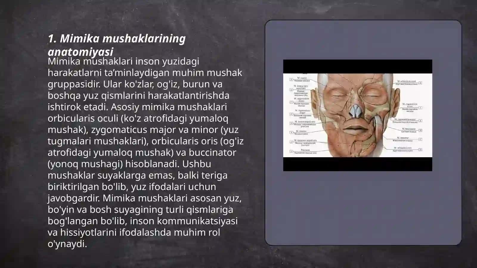 Mimika mushaklari, va ularning xususiyati 3
