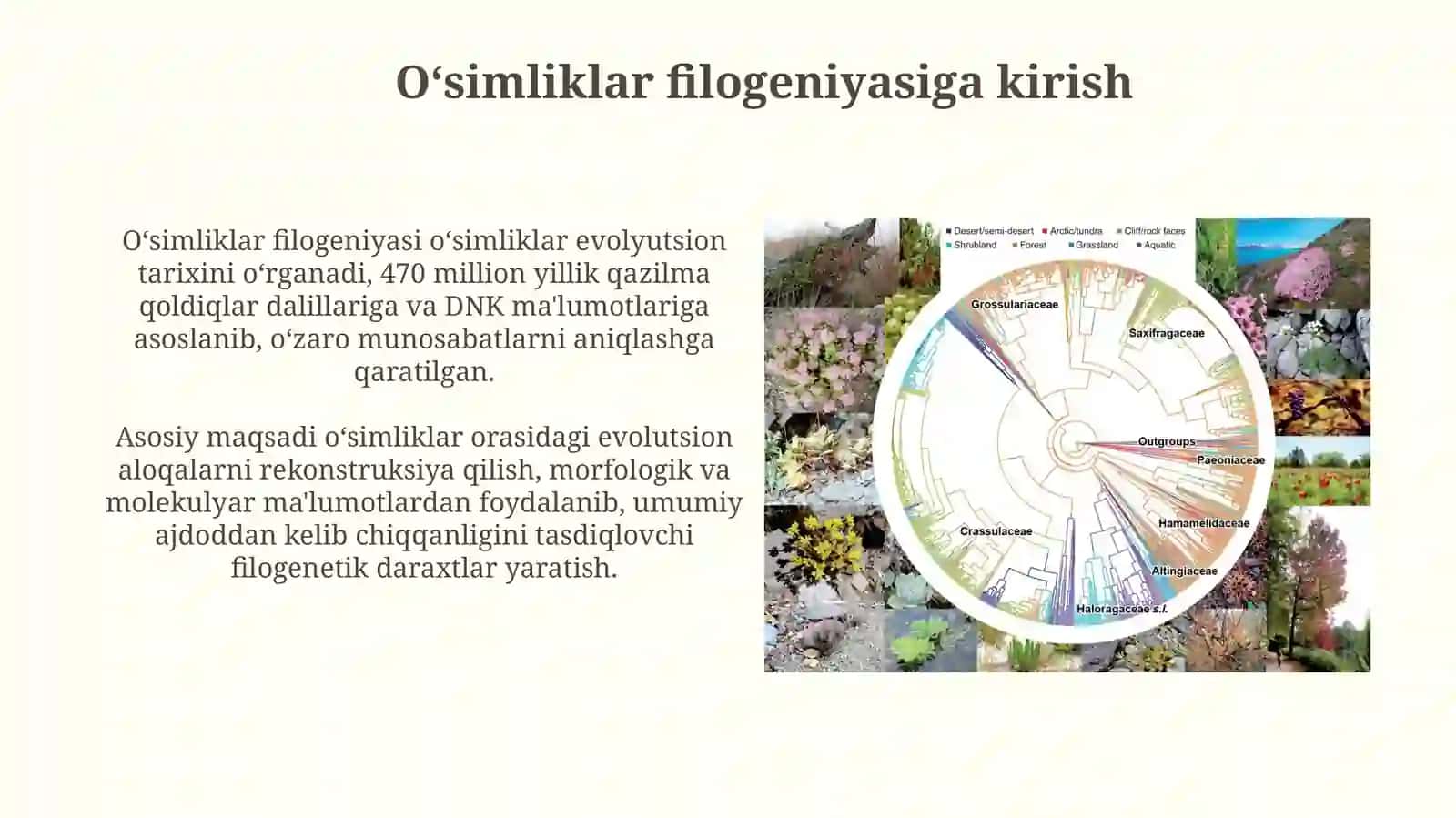 O’simliklar filogenezi 3