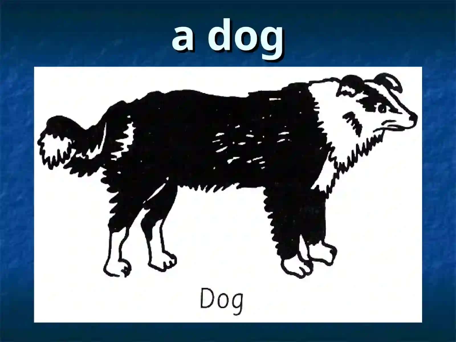 Animals 3