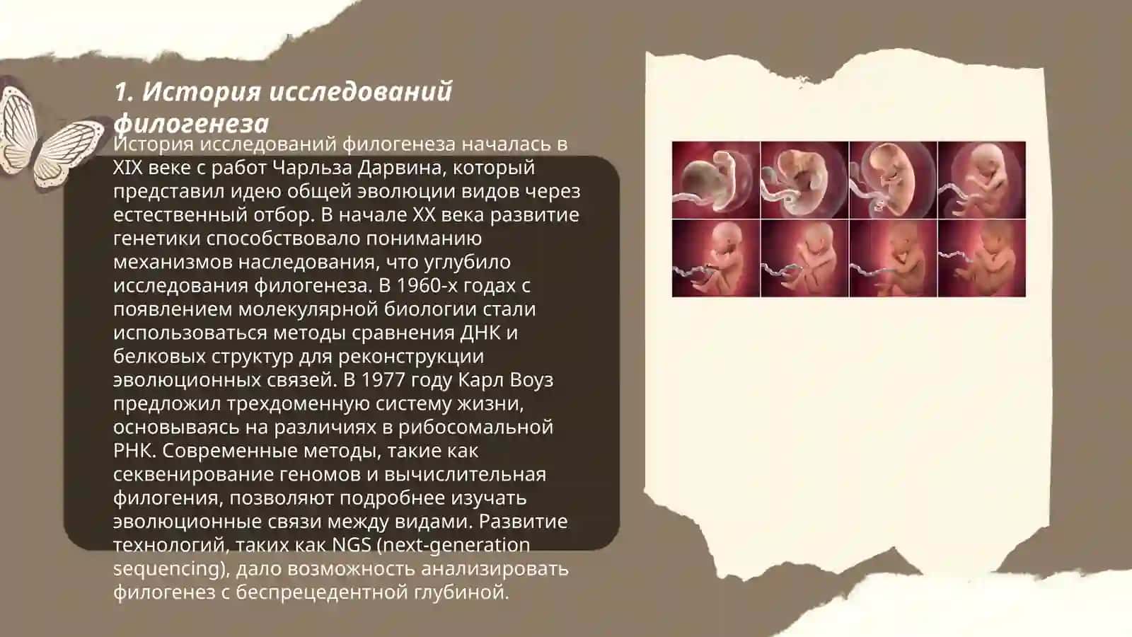 понимание филогинеза и онтогенеза 3