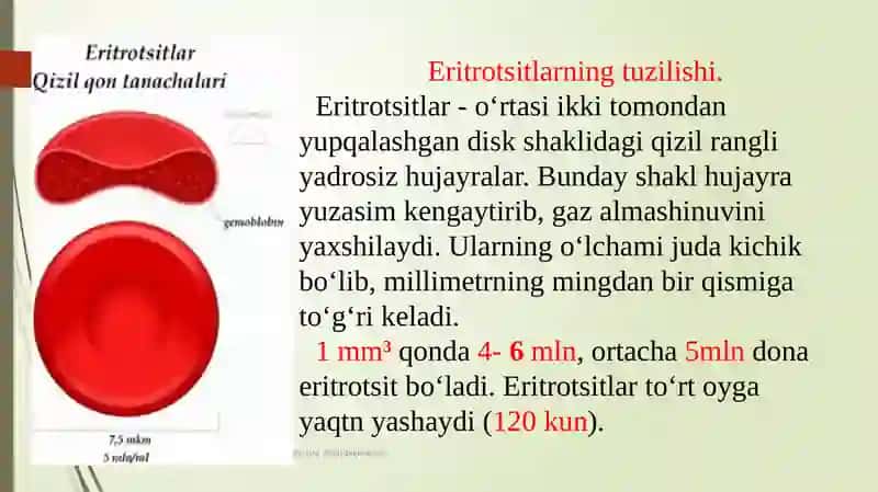 Eritrotsitlar 3