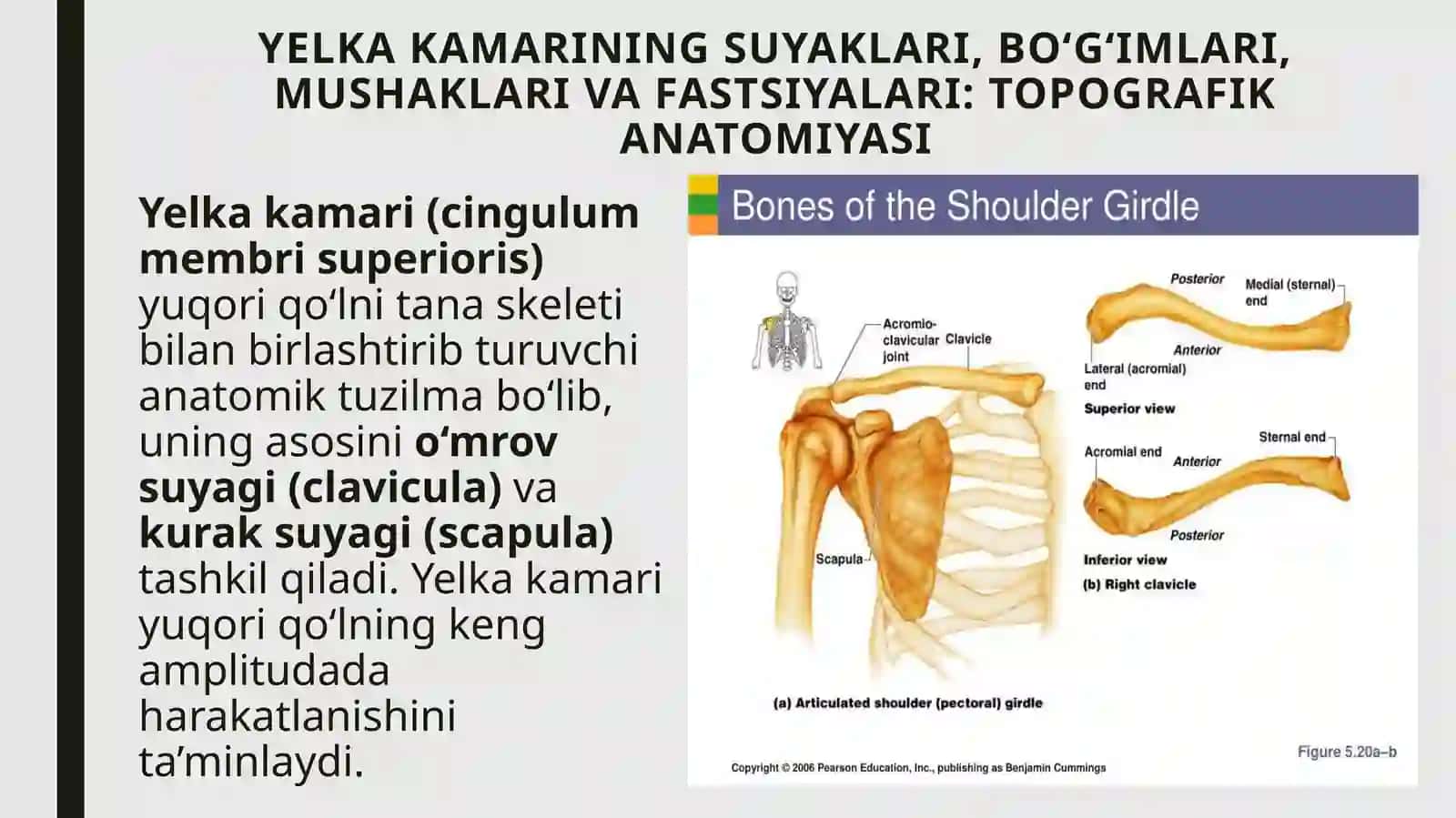 Qo‘lning klinika anatomiyasi 3
