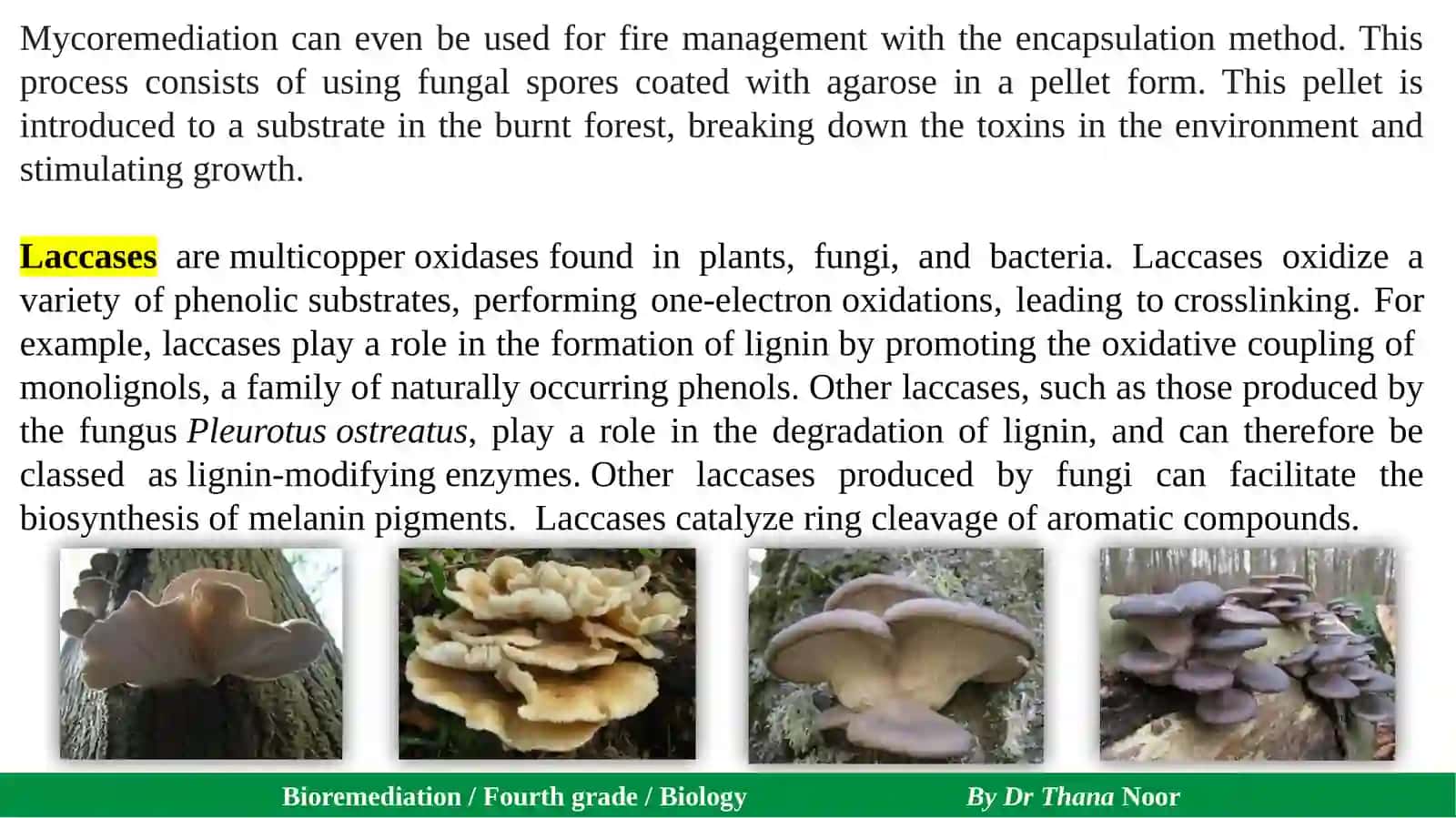 Bioremediation 3