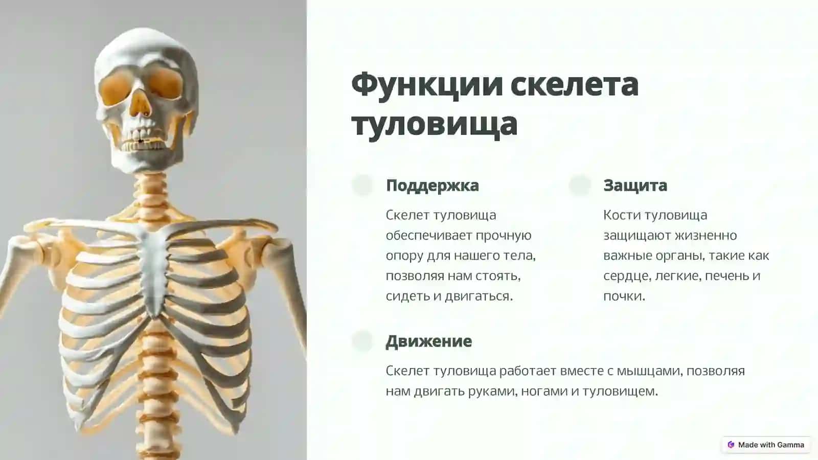 Скелет туловища: Основа движения и защиты 3