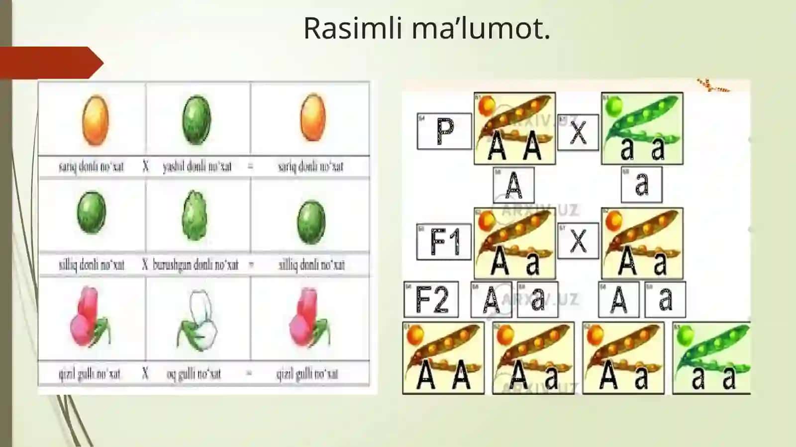 Genetika ning yangi yo’nalishi 3